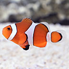 ORA® Captive-Bred Stubby Ocellaris Clownfish