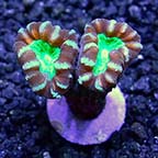 ORA® Aquacultured Candy Cane Coral