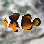 Black Photon Clownfish, Captive-Bred