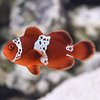 Clownfish for Sale: Clownfish Species for the Home Aquarium