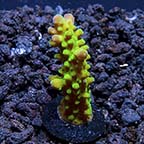 ORA® Aquacultured Green Yellowtip Acropora Coral