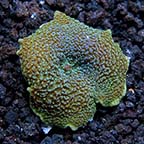 ORA® Aquacultured Elephant Ear Mushroom Coral