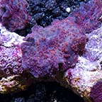 Mushroom Coral, Spotted 