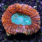 Australian Open Brain Coral Red & Green