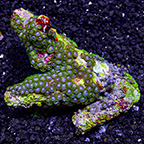 Colony Polyp, Blue & Green