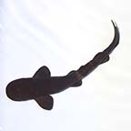ORA® Captive-Bred Short Tail Nurse Shark EXPERT ONLY