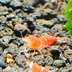 Super Red Crystal Shrimp