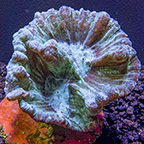 ORA® Aquacultured Pectinia Coral