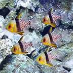 Pajama Cardinalfish