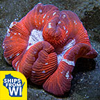 Wellso Folded Brain Coral, Red/Multicolor