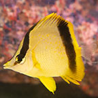 Marcella Butterflyfish