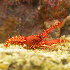 Bullseye Reef Lobster