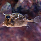Island Cowfish EXPERT ONLY 