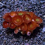 Button Polyp