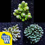 Assorted Tongan Acropora Coral 3 Pack