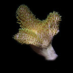 ORA® Aquacultured  Green Polyp Leather Coral