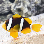 Clarkii Clownfish, Captive-Bred