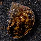 Zebra Turbo Snail