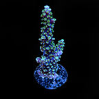 ORA® Aquacultured Purple Plasma Coral