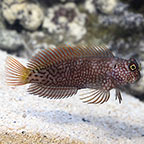 Blennies: Blenny Fish Species Including Bicolor, Striped and other Blennies