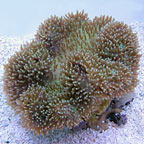 Green Toadstool Mushroom Leather Coral