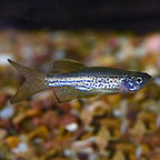 Danios/Minnows Freshwater Fish