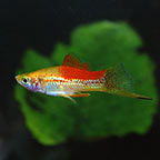 Pineapple Swordtail
