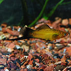 Marigold Wag Swordtail