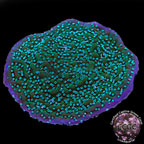 LiveAquaria® CCGC Aquacultured Neon Polyp True Undata Coral