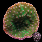 LiveAquaria® CCGC Aquacultured Flowering Australian Turbinaria Coral LiveAquaria® CCGC Aquacultured Flowering Australian Turbinaria Coral
