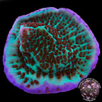 Corals For Sale: Rare Corals and other Marine SPS Corals Certified Captive Grown