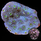 Corals For Sale: Rare Corals and other Marine LPS Corals Certified Captive Grown