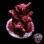 LiveAquaria® CCGC Aquacultured Original Red Shortcake Coral