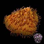 Corals For Sale: Rare Corals and other Marine Corals Certified Captive Grown