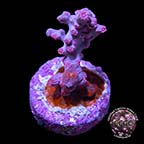 LiveAquaria® CCGC Aquacultured Pink Branching Cyphastrea Coral