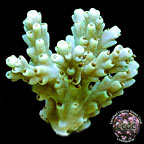 LiveAquaria® CCGC Aquacultured Wildwood Bottle Brush Acropora Coral