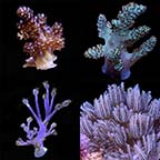 LiveAquaria® Certified Assorted Soft Coral Frag 4 Pack, Aquacultured