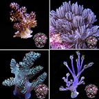 LiveAquaria® Certified Assorted Soft Coral Frag 4 Pack, Aquacultured