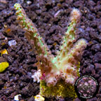 LiveAquaria® CCGC Aquacultured Neon Green Sinularia Coral