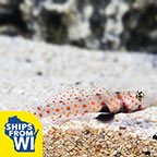Orange Spotted Goby 