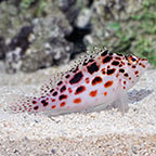 Pixy/Spotted Hawkfish 