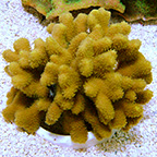 Porites Coral, Yellow