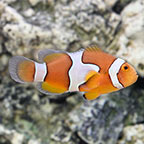 True Percula Clownfish, Captive-Bred