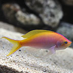 Anthias for Sale: Sunburst, Lyretail and other Anthais