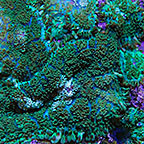 Bullseye Rhodactis Mushroom Coral