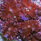 Red Bullseye Rhodactis Mushroom Coral