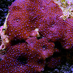 Spotted Mushroom Coral