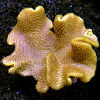 Leather Coral, Yellow