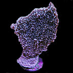 ORA® Aquacultured Periwinkle Plating Montipora Coral
