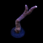 ORA® Aquacultured Purple Montipora digitata Coral